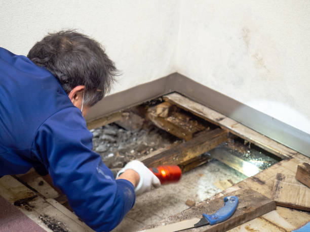 Mold Removal Process in Alice, TX