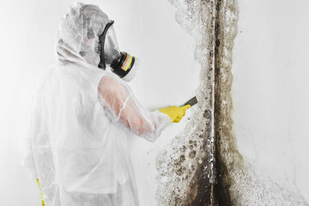 Office Mold Removal Services in Alice, TX