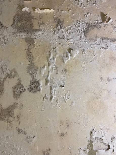 Best Black Mold Removal  in Alice, TX