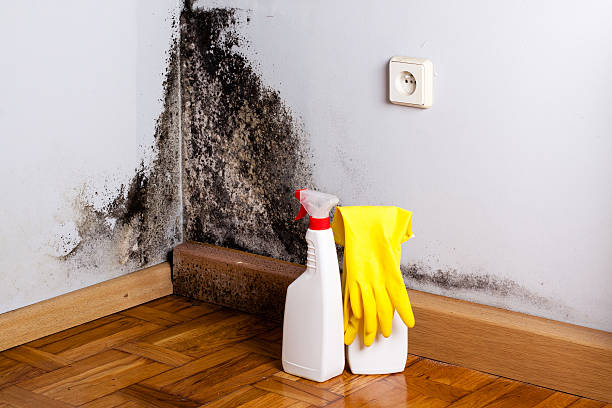 Best Crawl Space Mold Removal  in Alice, TX